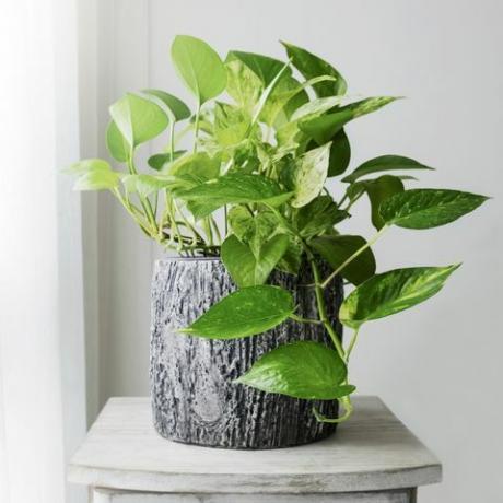 Golden pothos ou Epipremnum aureum à fenêtre dans la chambre à coucher maison et jardin