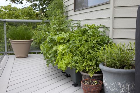 L'herbe est une plante qui est appréciée pour sa saveur, son parfum, ses qualités médicinales ou autres autres que sa valeur alimentaire. Les herbes sont utilisées dans la cuisine, comme médicaments et à des fins spirituelles. De nombreuses herbes culinaires sont des plantes vivaces comme le thym ou la lavande, tandis que d'autres sont des bisannuelles comme le persil ou des annuelles comme le basilic.