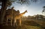 Giraffe Manor est le lieu de vacances surréaliste de vos rêves