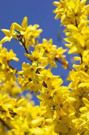 forsythia en fleur