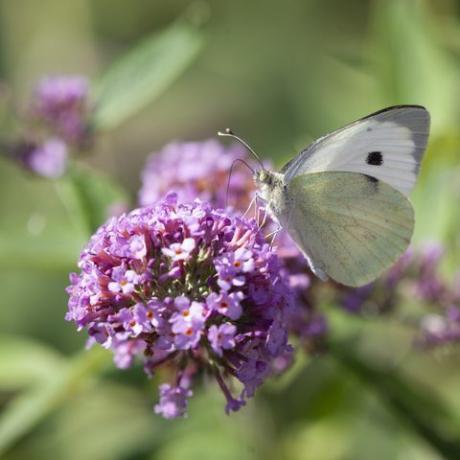 petit papillon blanc, pieris rapae, alias papillon blanc du chou, se nourrissant du nectar d'une fleur de buddleja