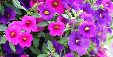 plantes à massifs calibrachoa violet rose fleurs en fleurs