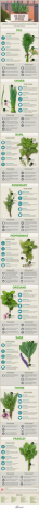 Avantages pour la santé des herbes infographiques