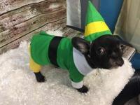 Etsy vend un costume de copain l'elfe pour votre chien