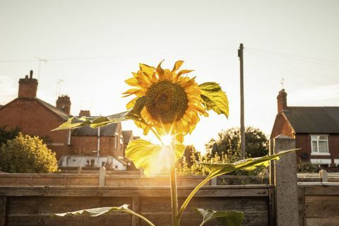 Jardin jardin de tournesols au coucher du soleil