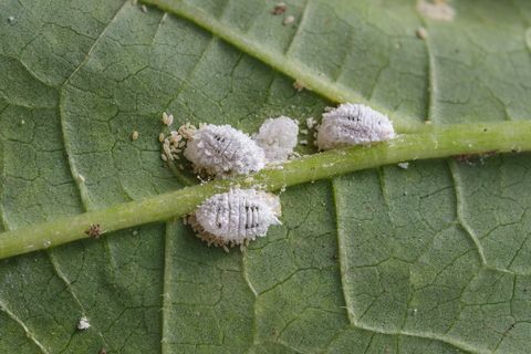 Pseudococcidae et Aphidoidea sur feuille de gombo