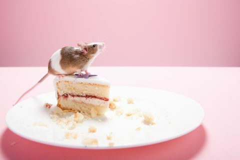 Souris et tranche de gâteau sur la plaque