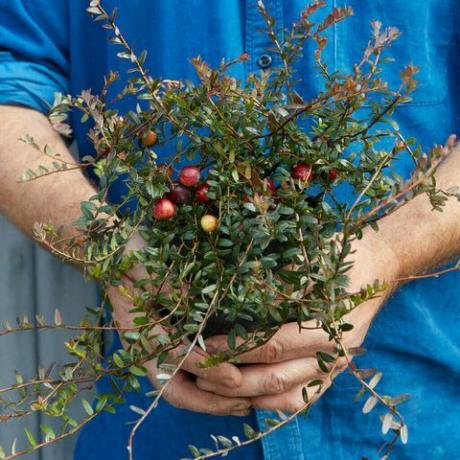 plante de canneberge en fruits de l'amitié