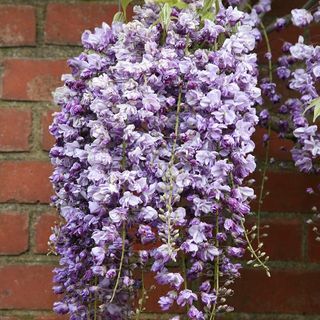 Glycine floribunda 'Yae-kokuryu'