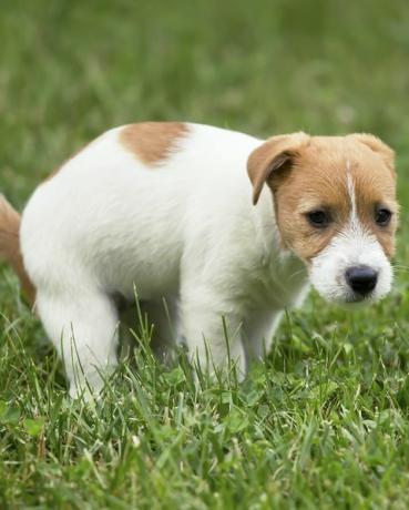 mignon chien jack russell chiot faisant sa toilette, caca dans l'herbe