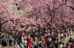 Cette vidéo drone de la fleur de printemps de la Chine est magnifique