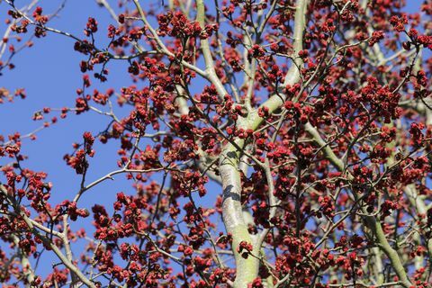 Ironwood persan, arbre Parrotia persica