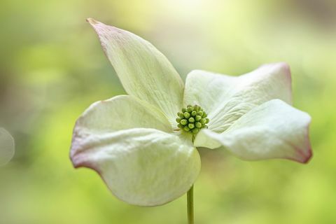 Tendance de jardin en arbuste Cornus pour 2019