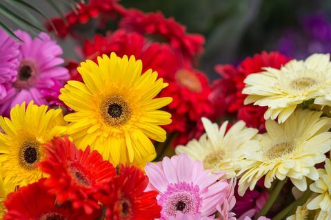 Gerbera fleurs vor vente sur le marché