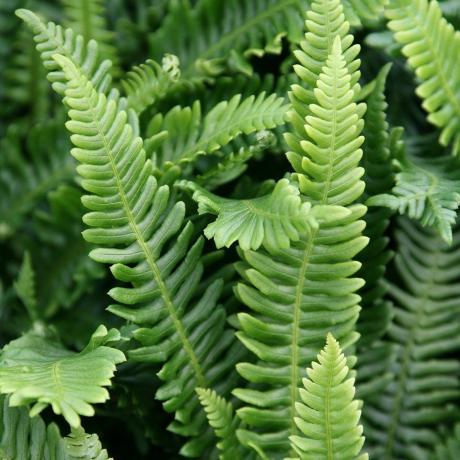 Blechnum épicé