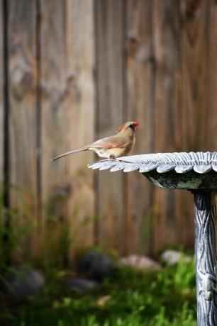 cardinal du nord au bain d'oiseaux