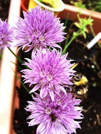 Fleurs de ciboulette pourpre fraîche dans le jardin