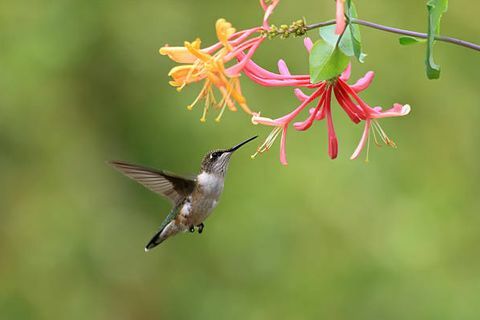 Colibri à gorge rubis femelle se nourrissant de fleurs de chèvrefeuille