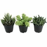 Faux succulentes 3,5 pouces