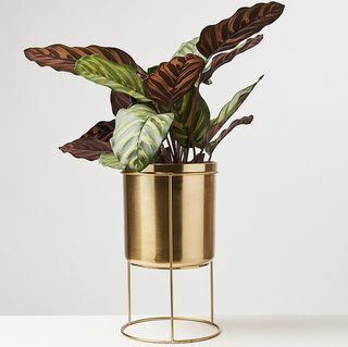 Pot de fleurs en fer doré et support grand