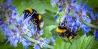 Comment sauver la race humaine avec du sucre et un mélange d'eau - Sauvez les abeilles