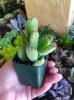 Les succulentes de patte d'ours existent et elles sont adorables