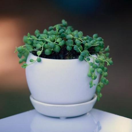 Chaîne de perles en pot blanc