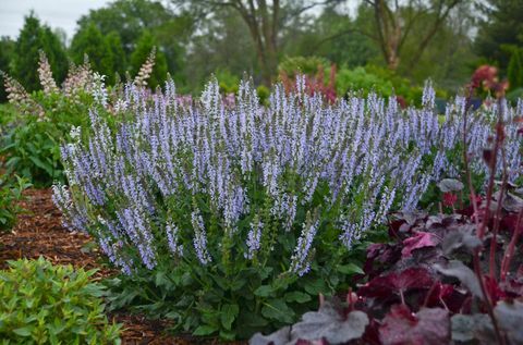 Hardy's Cottage Garden Plants Salvia 'Crystal Blue'