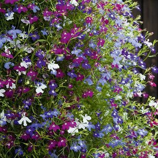 Lobelia Ultra Cascade Mixte