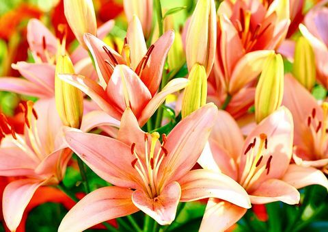 Gros plan du jour Lily Blooming Outdoors