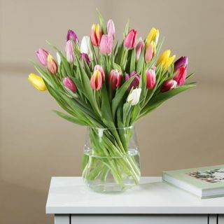 Les tulipes mélangées de printemps