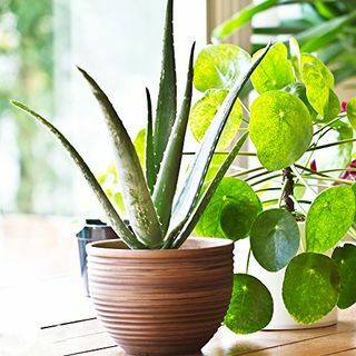 Plante d'intérieur en pot d'aloe vera