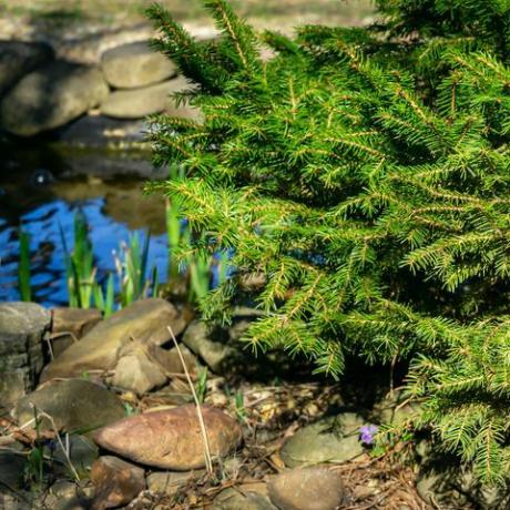 sapin près d'un étang de jardin