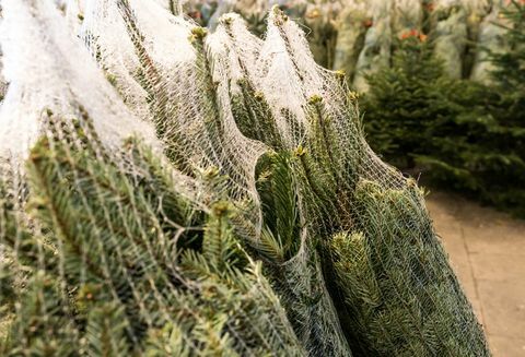 de nombreux arbres de Noël enveloppés dans des filets en plastique coupés et prêts pour le transport et la vente