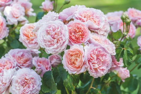 David Austin Roses dévoilera deux nouvelles variétés de roses anglaises au RHS Chelsea Flower Show