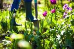 Monty Don: «Nous jardinons pour nourrir nos âmes», Chelsea Flower Show