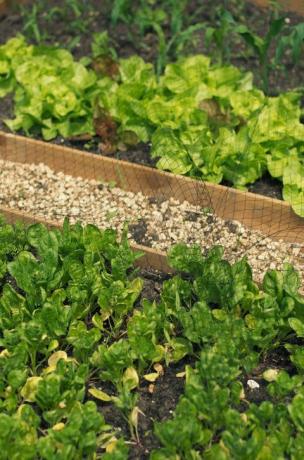 Épinards, laitue, maïs sous filet dans le jardin