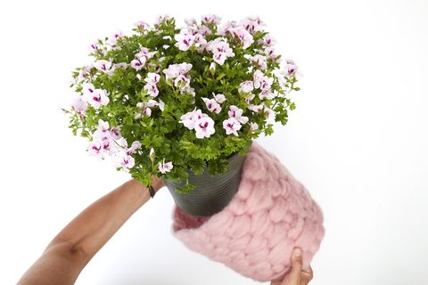 Pot de fleur de géraniums avec couverture en laine rose, projet de bricolage