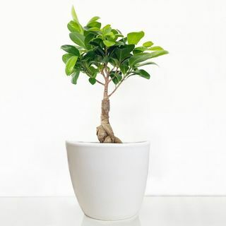 Ficus Ginseng Bonsaï