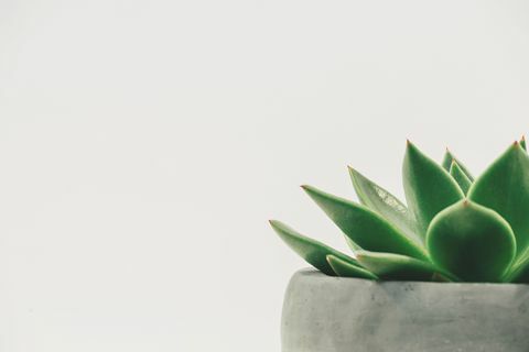 Plante naturelle en pot contre le mur blanc