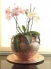 Comment prendre soin de vos orchidées: conseils d'entretien et quoi ne pas faire