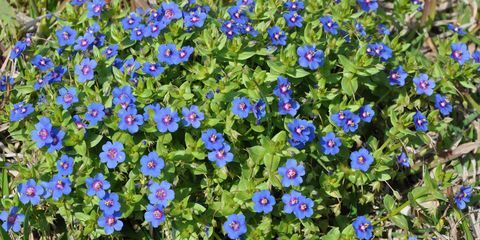 la belle fleur d'anagallis arvensis dans le jardin