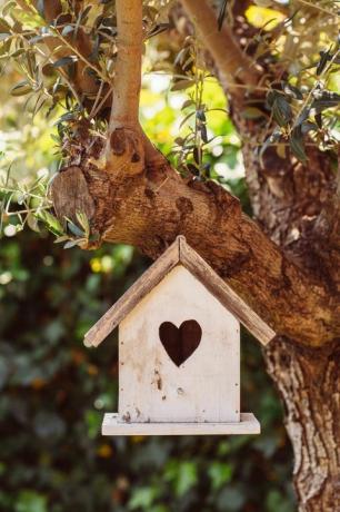 maison d'oiseau dans l'arbre