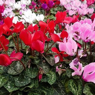 Collection Cyclamen Métis