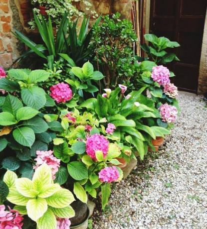 Haute vue angle, de, hortensias, fleurir, dans, jardin