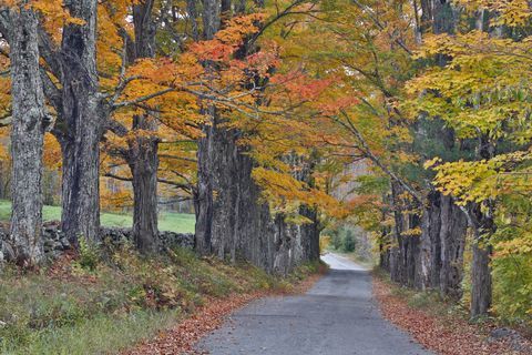 colline de sucre, new hampshire, forêt