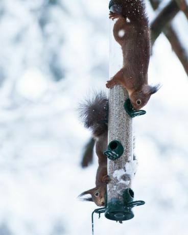 Écureuils, manger, oiseau, mangeoire, hiver