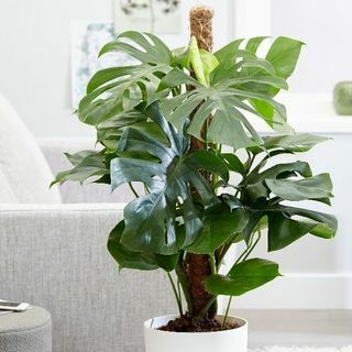 Monstera deliciosa - Usine de Fromage Suisse