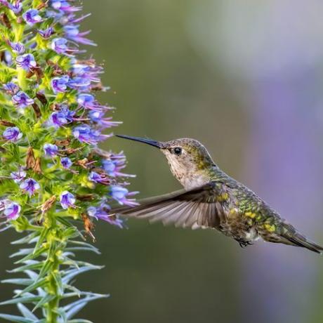 Colibri d'Anna