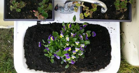 Plan directement au-dessus de plantes plantées dans un lavabo